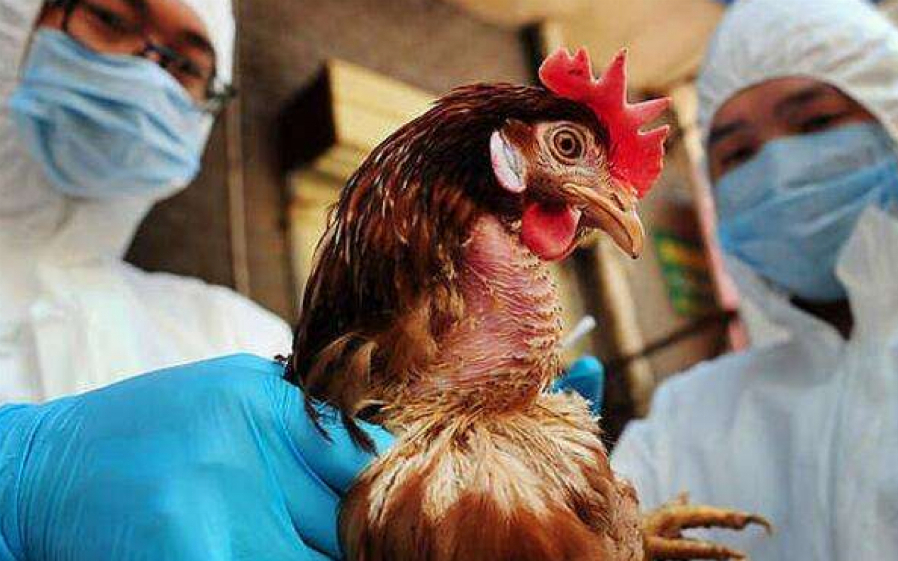 Güney Kore'de kuş gribi: 427 bin tavuk öldürülecek