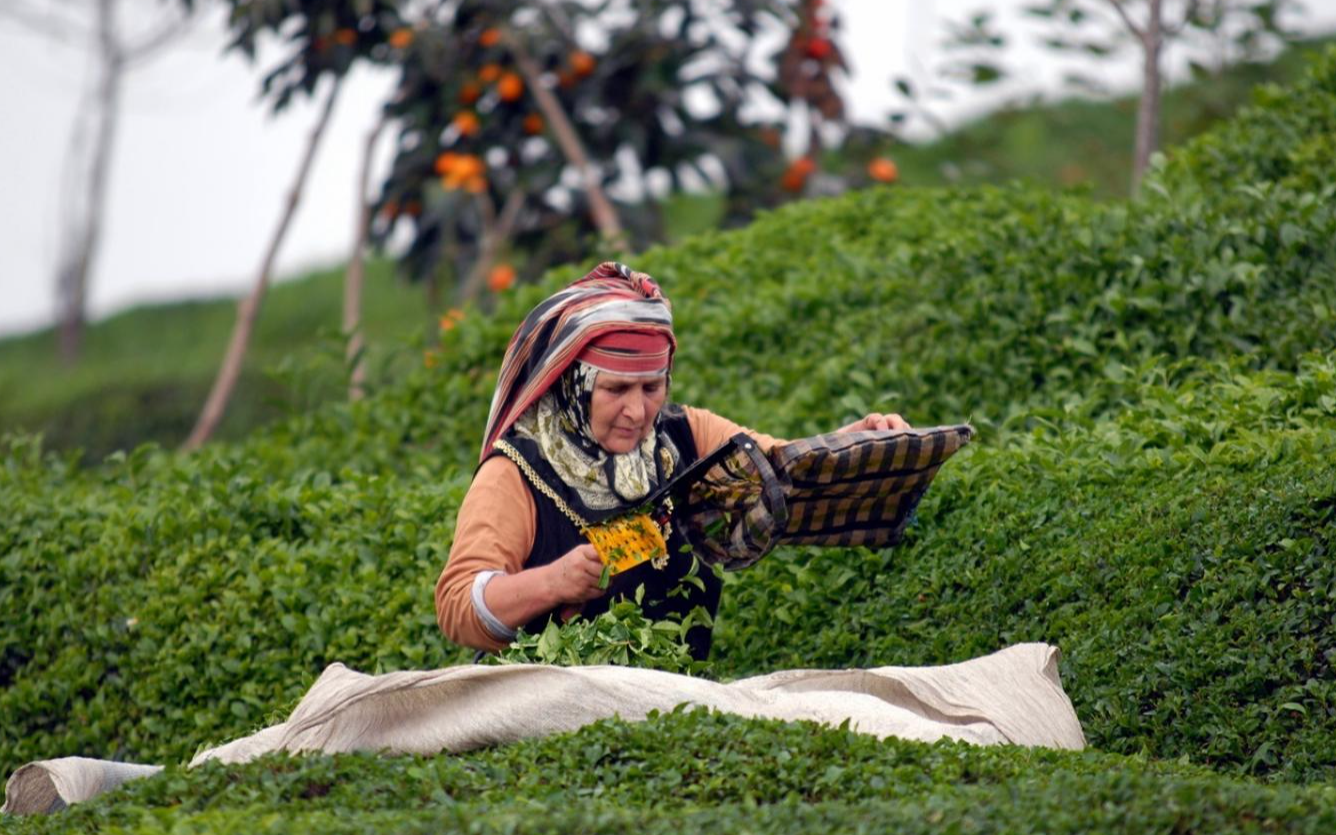 Rizeli çay üreticileri gübre fiyatlarından şikayetçi
