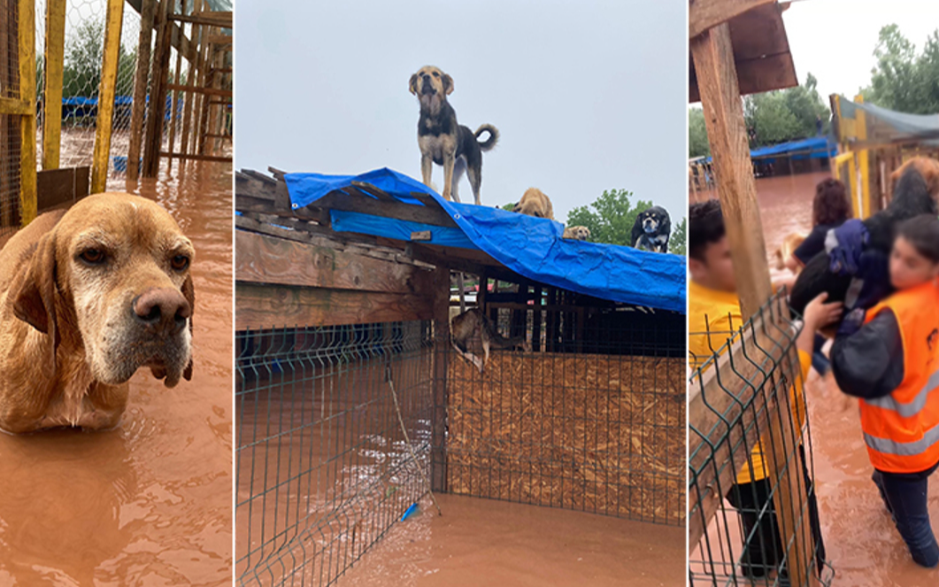 Bartın'da sel: Barınakta 56 köpek öldü