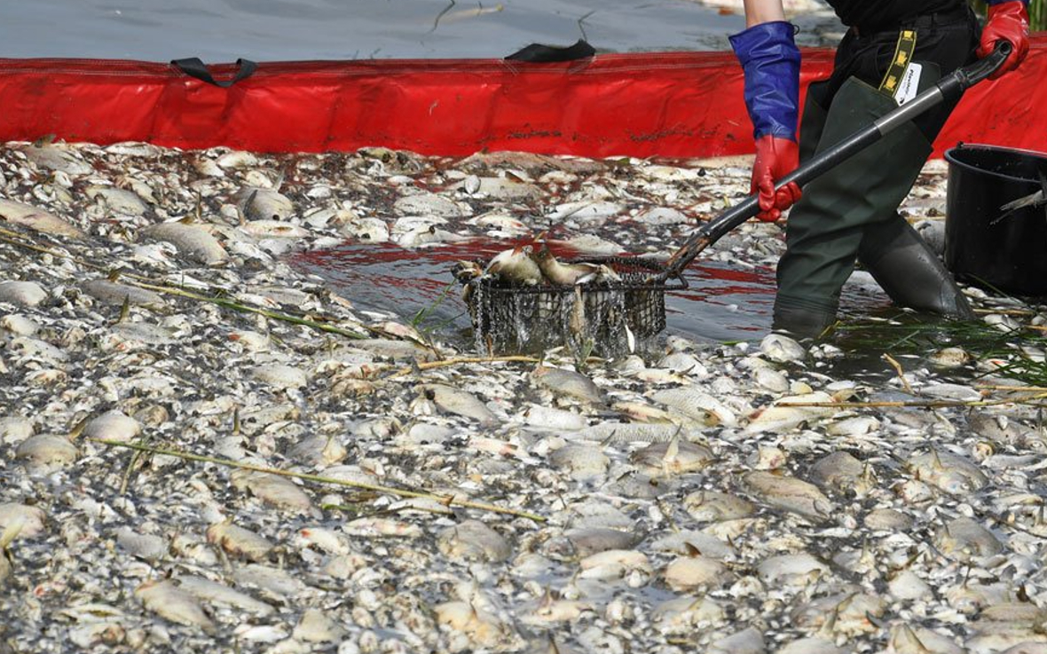 Oden Nehri'nde tonlarca balık ölü bulundu