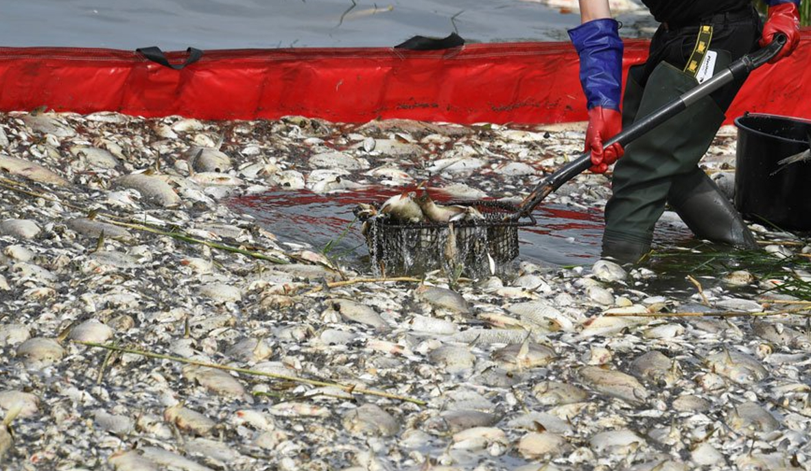 Oden Nehri'nde tonlarca balık ölü bulundu