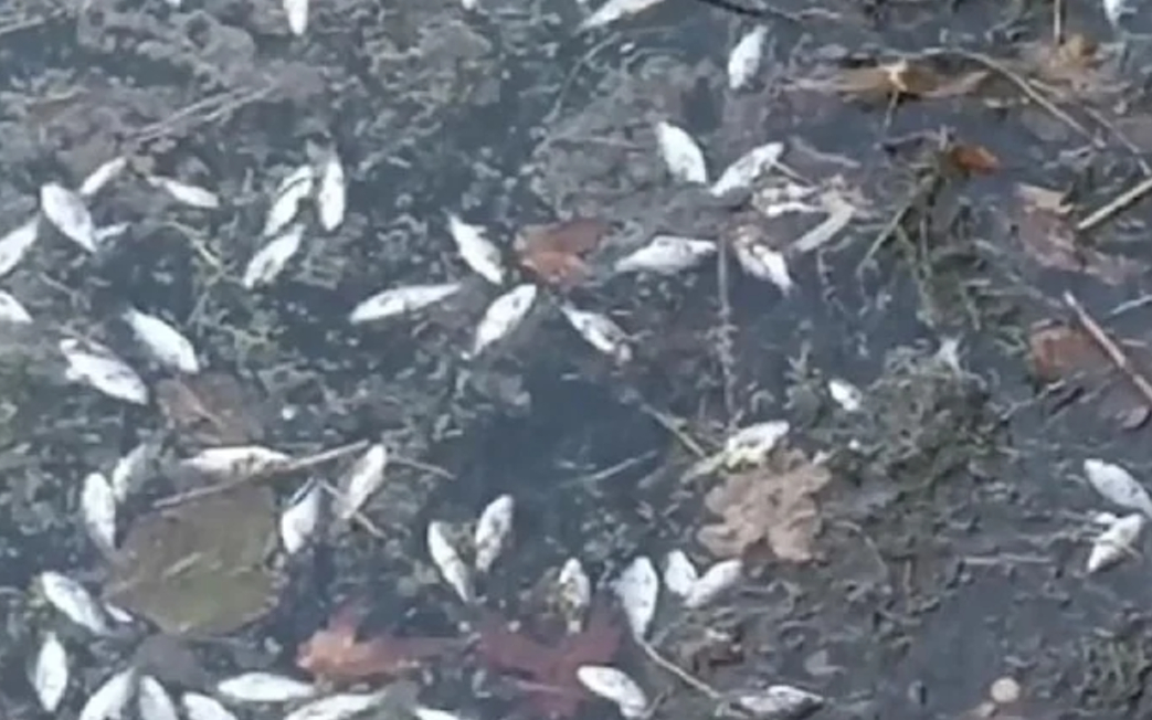 Yenice Barajı Gölü'nde toplu balık ölümü