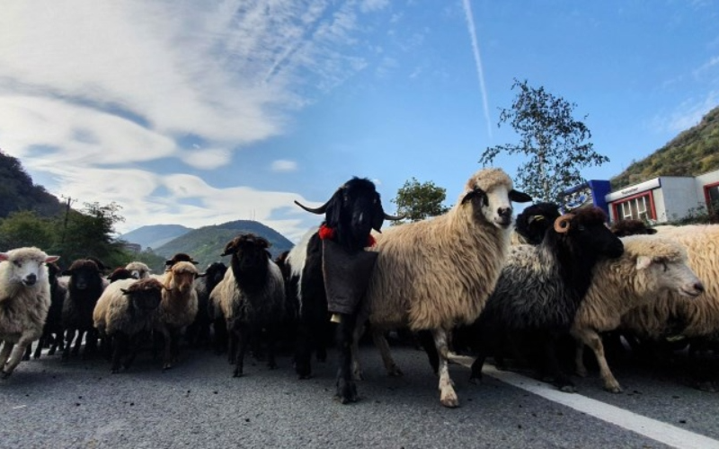 Karadeniz Ereğli’de salgın hastalık