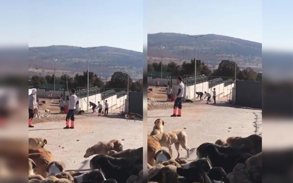 Köpeğin kürekle öldürülmesinde sanıkların cezası belli oldu
