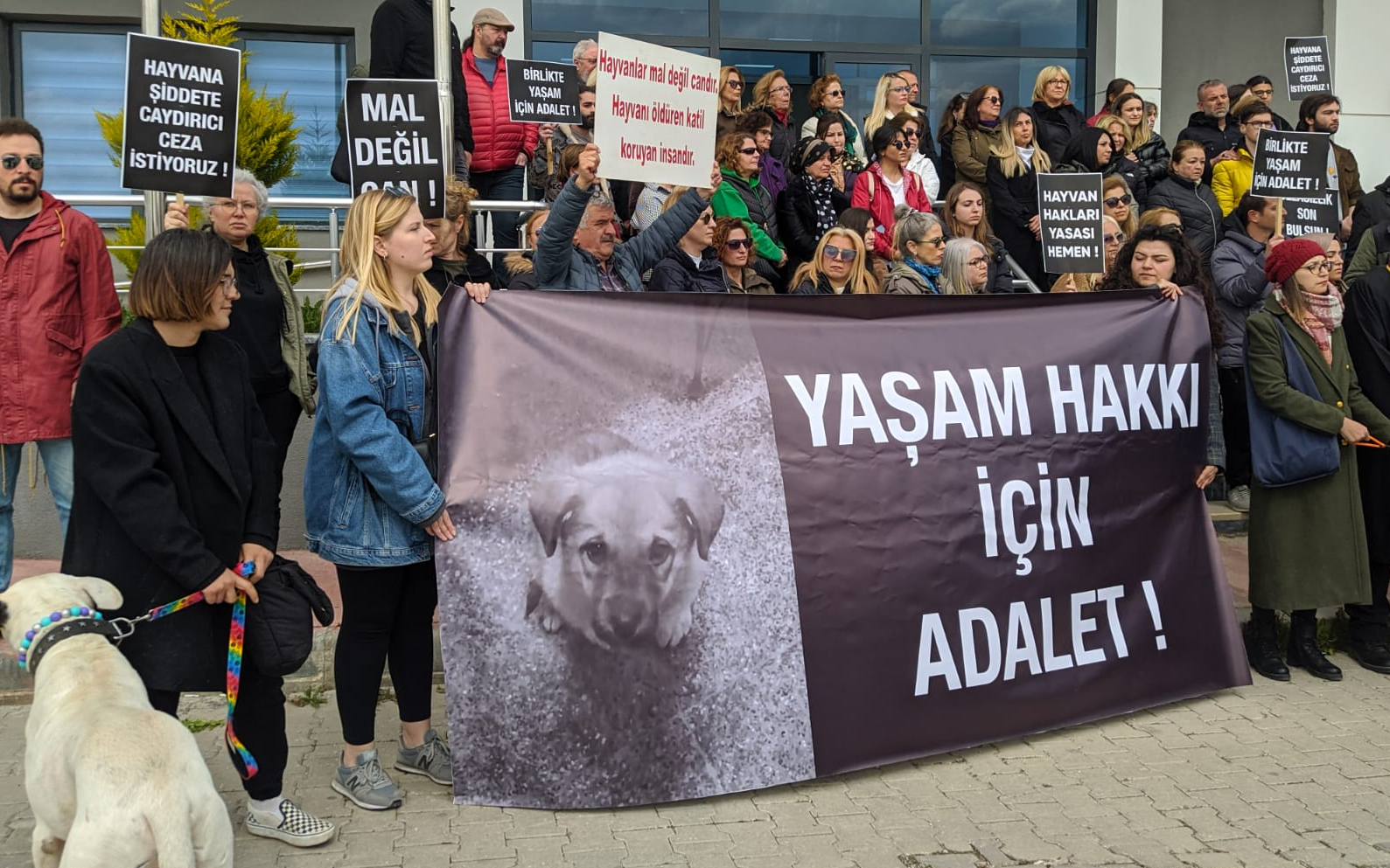 Hayvan katiline verilen skandal 'ceza' protesto edildi