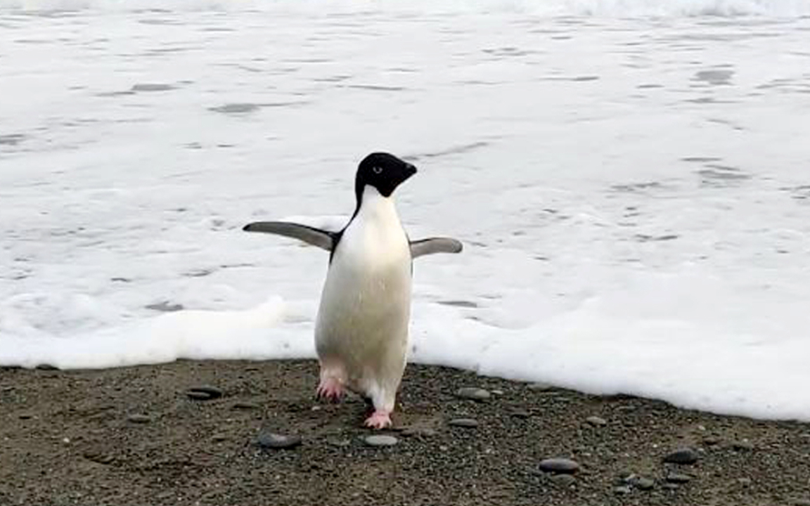 Antarktika’da eriyen buzullar nedeniyle 10 bin penguen öldü