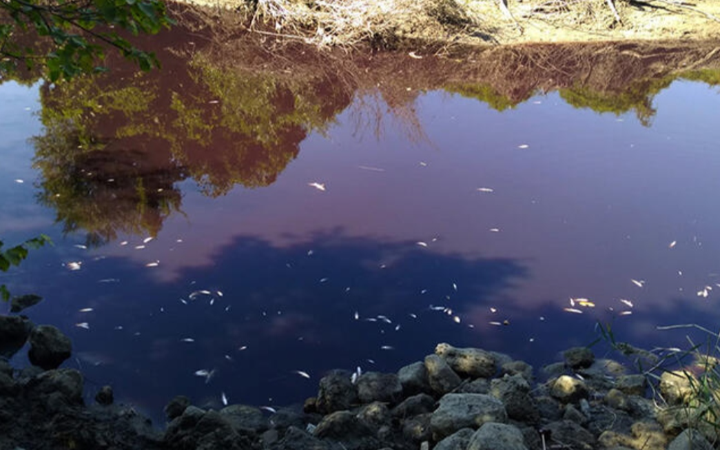 Karasu Çayı'ndaki kirlilik ve balık ölümleri nedeniyle inceleme başlatıldı