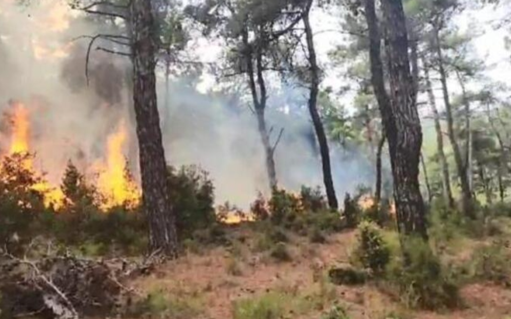 Çanakkale'de orman yangını çıktı