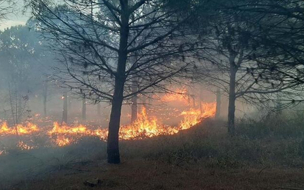 Çanakkale'deki orman yangınında 2,8 hektar alan zarar gördü
