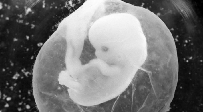 Bilim insanları yumurta olmadan da embriyon oluşturmayı başardı