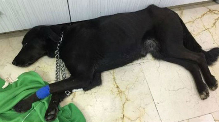 Makatına silikon sıkılan köpek hayatını kaybetti