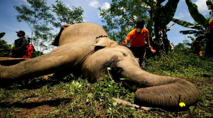 10 yılda 111 bin fil katledildi