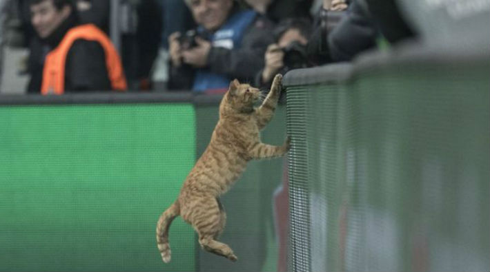 Beşiktaş-Bayern Münih maçına giren kedi dünya basınında 
