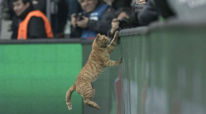 Beşiktaş-Bayern Münih maçına giren kedi dünya basınında