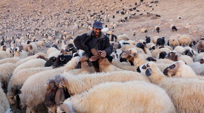 1300 koyuna çobanlık yapıyor: 'İnsanlardan uzak olmak bana hep huzur verdi'