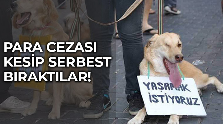 16 köpeği katleden 2 kişi serbest bırakıldı!