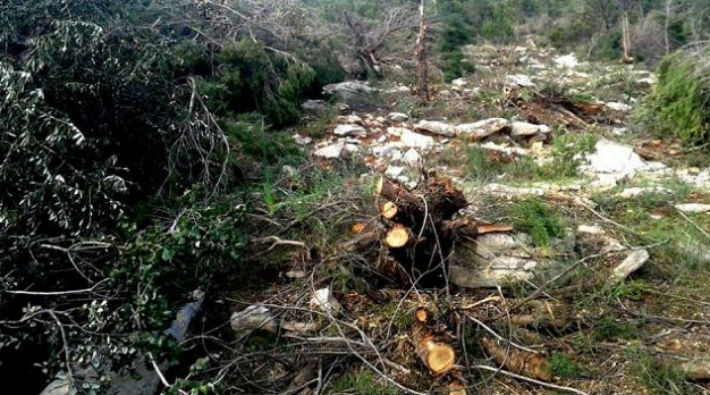 1. derece doğal sit alanı ormanın talan edilmesi protesto edildi