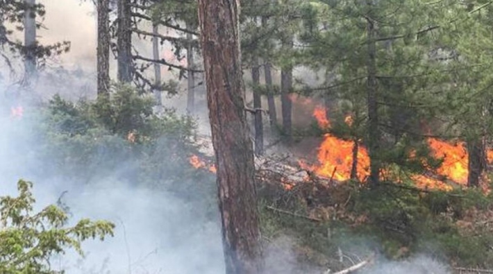 Uşak'ta orman yangını: Söndürme çalışmaları sürüyor