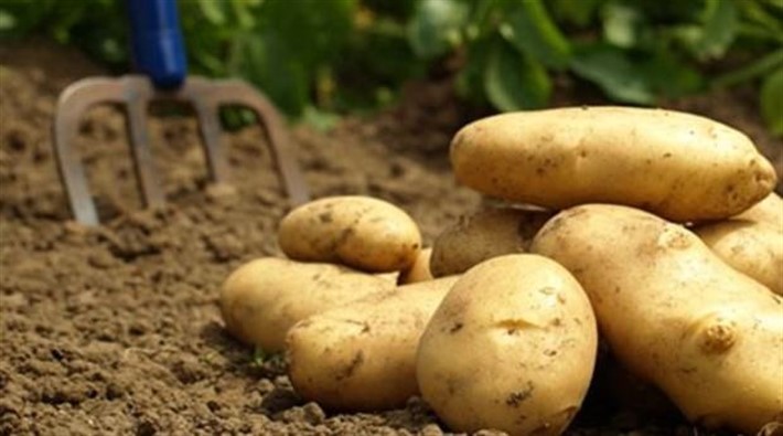 25 ilde patates ekimi yasaklandı