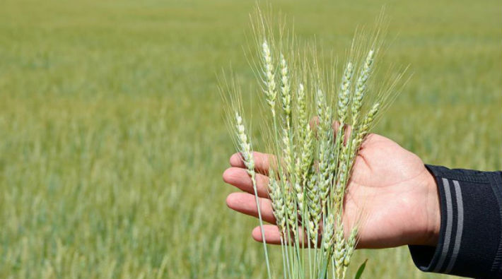 250 bin ton buğday ithal edilecek: Bize verilen talimat bu