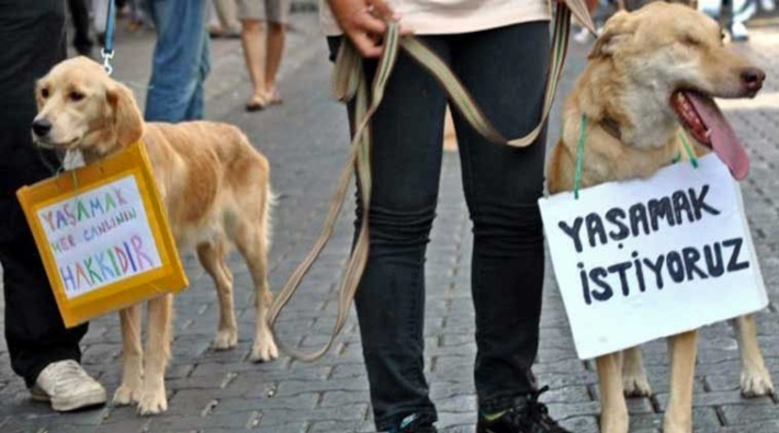 3 köpeği bıçaklayıp birini öldüren saldırgan serbest bırakıldı!