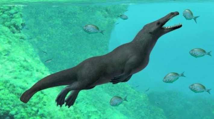 43 milyon yıl öncesine ait dört bacaklı balina fosili bulundu
