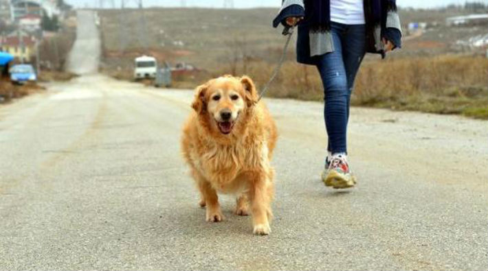 55 kiloya ulaşan Paşa koşu bandında zayıflıyor