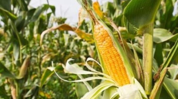 Tarım Bakanlığı GDO'lu bir mısır ve 4 soya çeşidinin hayvan yeminde kullanılmasını onayladı
