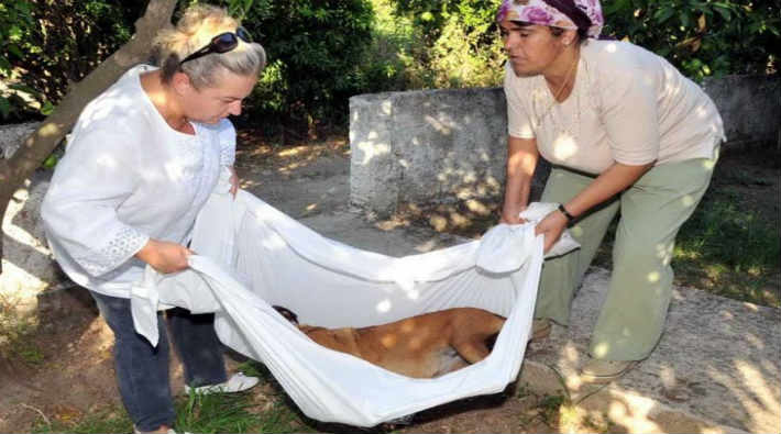 6 köpek zehirli kıymayla öldürüldü