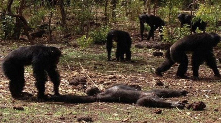 Şempanzeler, tahttan indirdikleri despot liderlerini öldürüp yedi