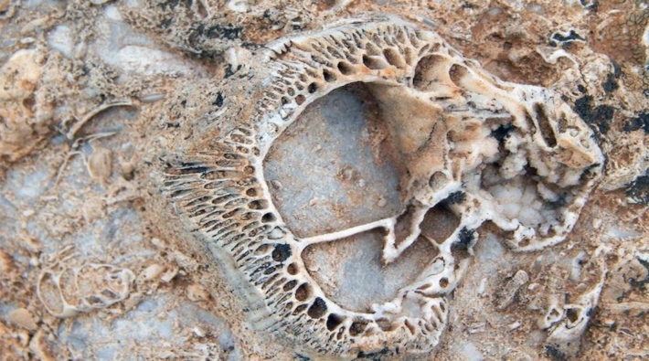  98 milyon yıllık fosil yatağı bulundu