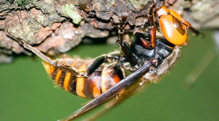 ABD'de bu kez de 'zehirli eşek arısı' paniği