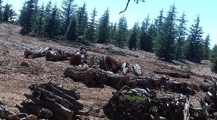 COP26’da ormanları koruma taahhüdü: Erdemli’de ağaç katliamı