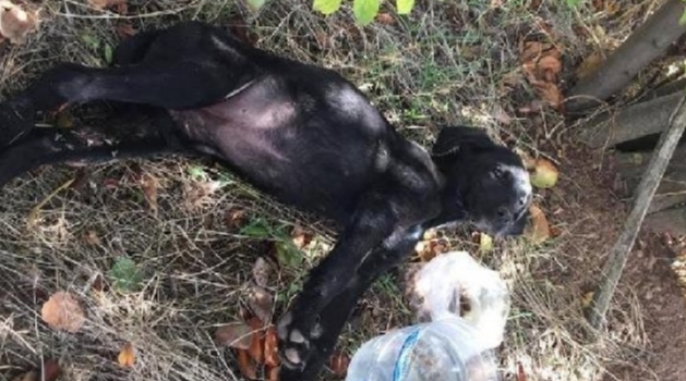 Ağaca asılarak tüfekle vurulmuş halde bulunan yavru köpeklerin 2'si öldü