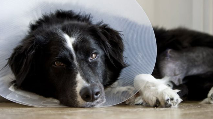 Akademisyenin hukuk zaferi: Köpeği hastalandı, hastalık izni aldı
