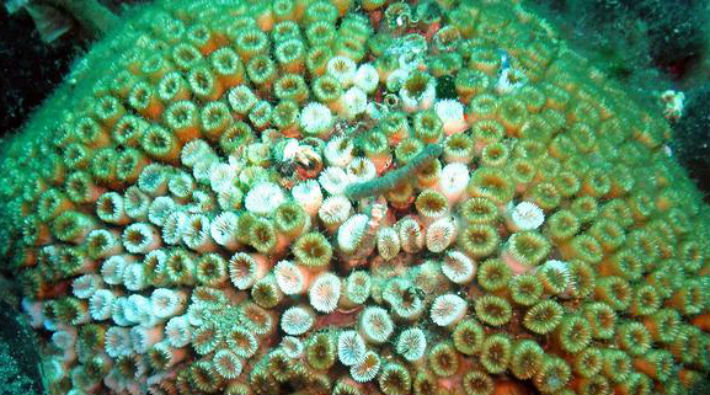 Akdeniz'deki taş mercan kolonileri ölüyor