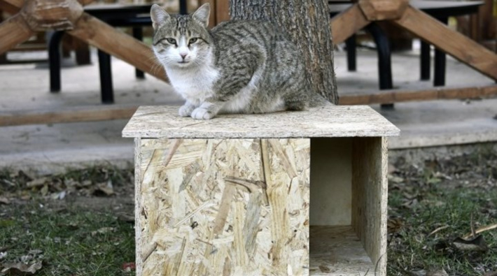 AKP'li belediyeden 'kedi kulübesini kaldırın' tebligatı