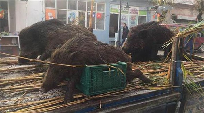 AKP’li belediye ‘kurtuluş günü' etkinliğinde ölü domuz sergiledi!