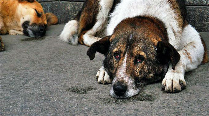 AKP'li belediye: Sokak köpekleri görüntü kirliliğine sebep oluyor