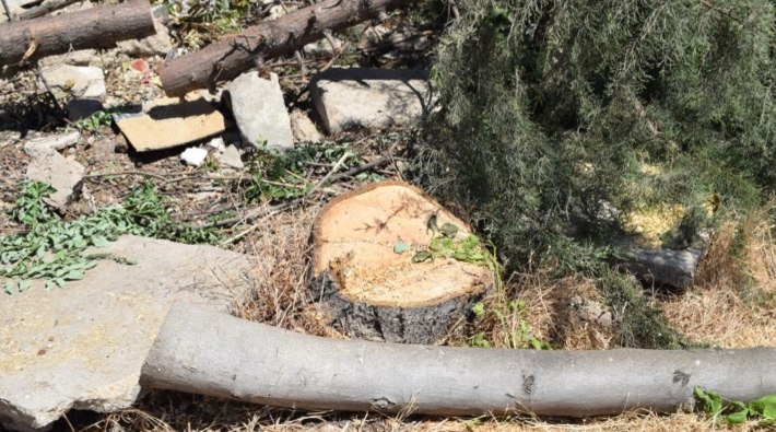 AKP'li Elazığ Belediyesi, otopark yapmak için onlarca ağaç kesti!