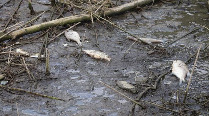 Alibeyköy Barajı'ndaki balık ölümleriyle ilgili inceleme başlatıldı