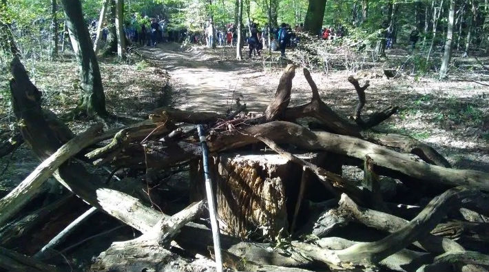 Asırlık ağaçlar için mücadele: Ağaçlardan barikat yaptılar