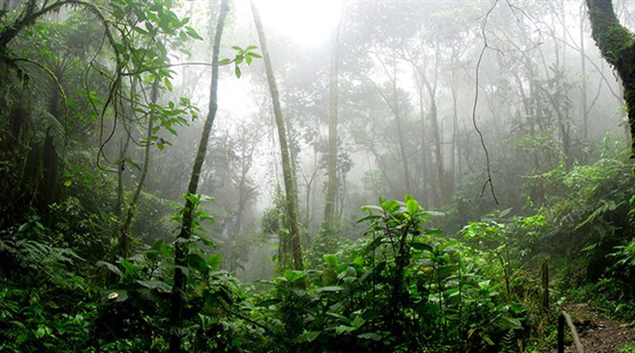 Amazon ormansızlaşıyor: 'Verilebilecek en büyük zarar verildi'