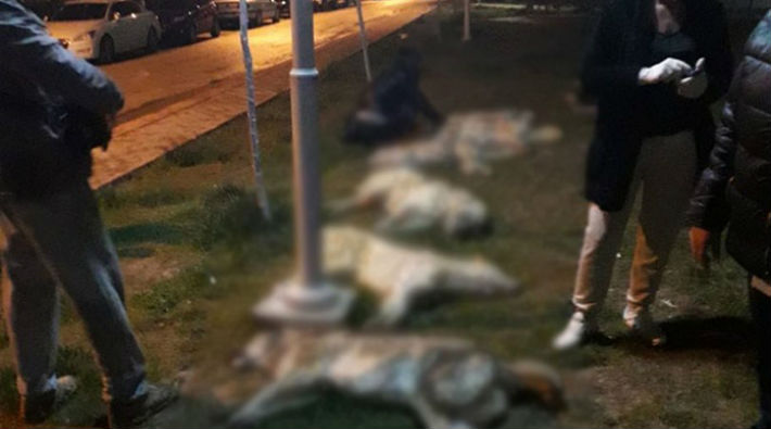 Ankara'da 16 köpeği zehirleyen 3 kişiye 10'ar yıl hapis ve tutuklama kararı