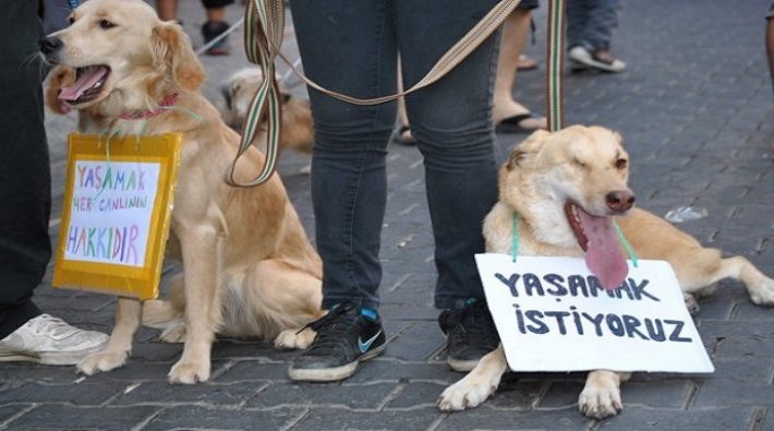 Ankara'da köpek katliamı: Bir sitede 5 sokak köpeği ölü bulundu
