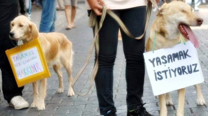 Adana'da bir öğretmen 2 yavru köpeği ezerek öldürdü!