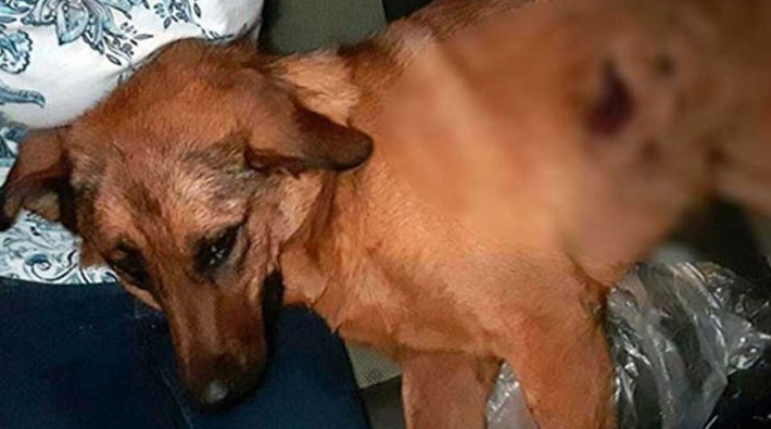 Antalya'da bir köpek silahla vuruldu