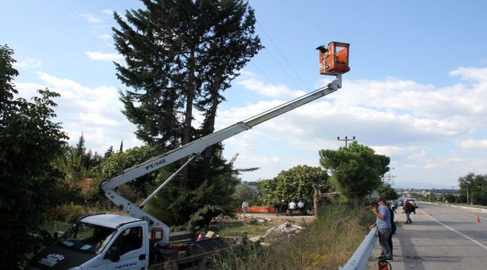 Antalya'da iş cinayeti: Ağaç budarken elektrik akımına kapılan işçi yaşamını yitirdi