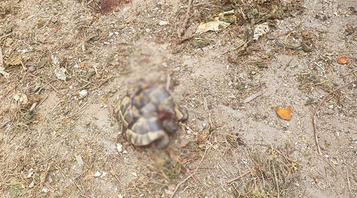 Antalya'da kaplumbağaları öldüren kişi: 'Kara büyü olduğu için öldürdüm'