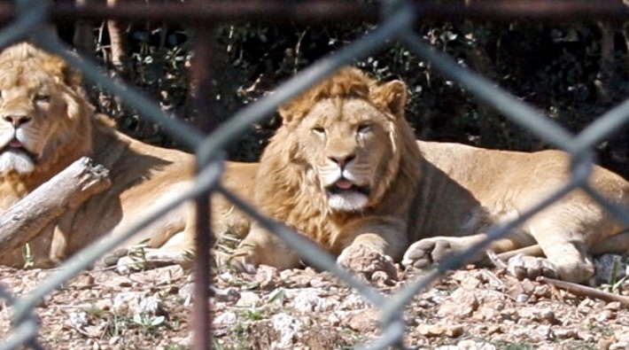 Antep'te tutsak edildiği hayvanat bahçesindeki kafesten kaçan aslan katledildi!